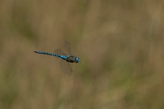 David Plant Photography - Wildlife Photography - Southern migrant hawker - A